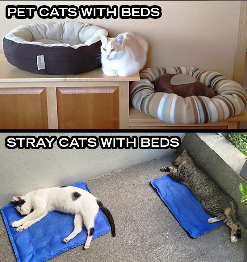 Floor vs. Bed: The Ultimate Comfort Debate