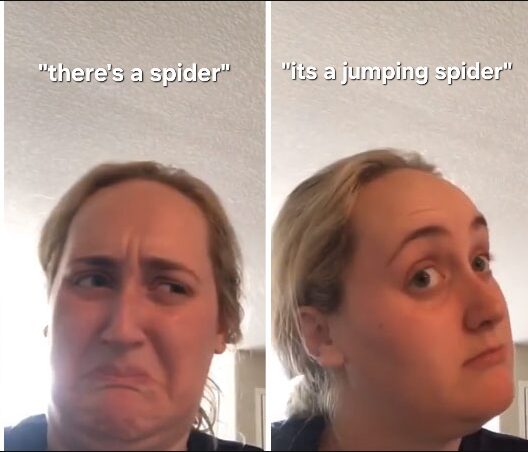 Olympic-Level Spider Skills Unveiled