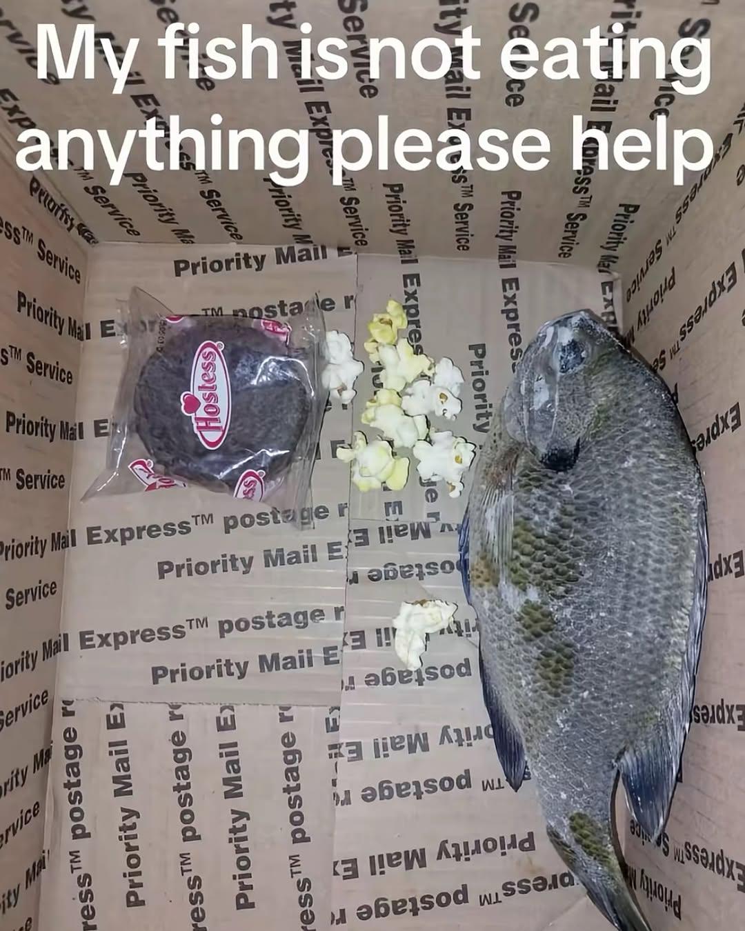 Gourmet Treats vs. Fish Diet Dilemma