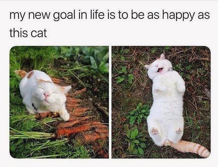 Discover Joy: Cat’s Carrot Craze