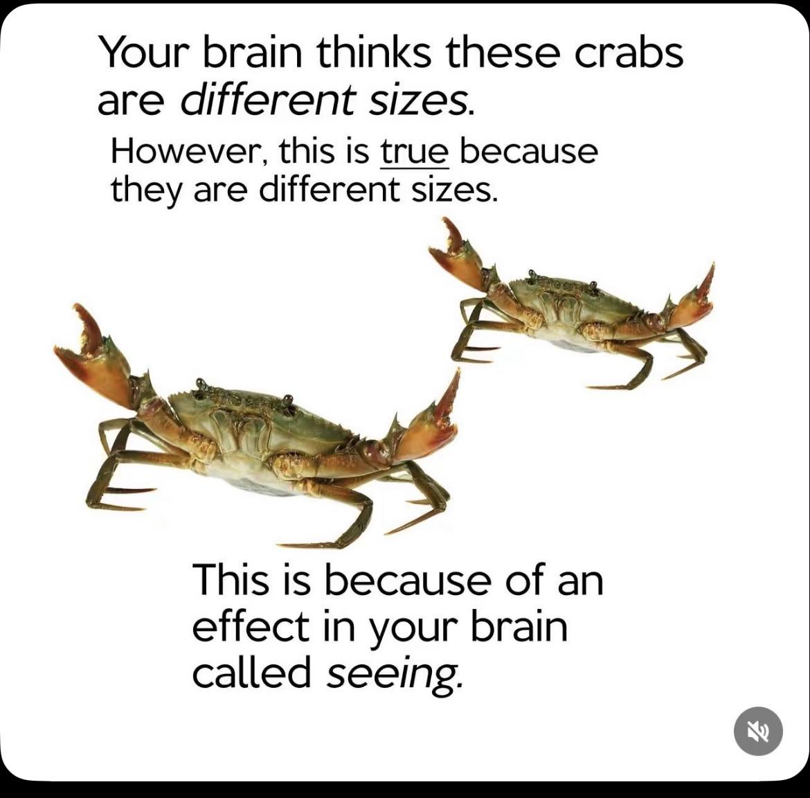 Brain’s Reality: No Optical Illusions