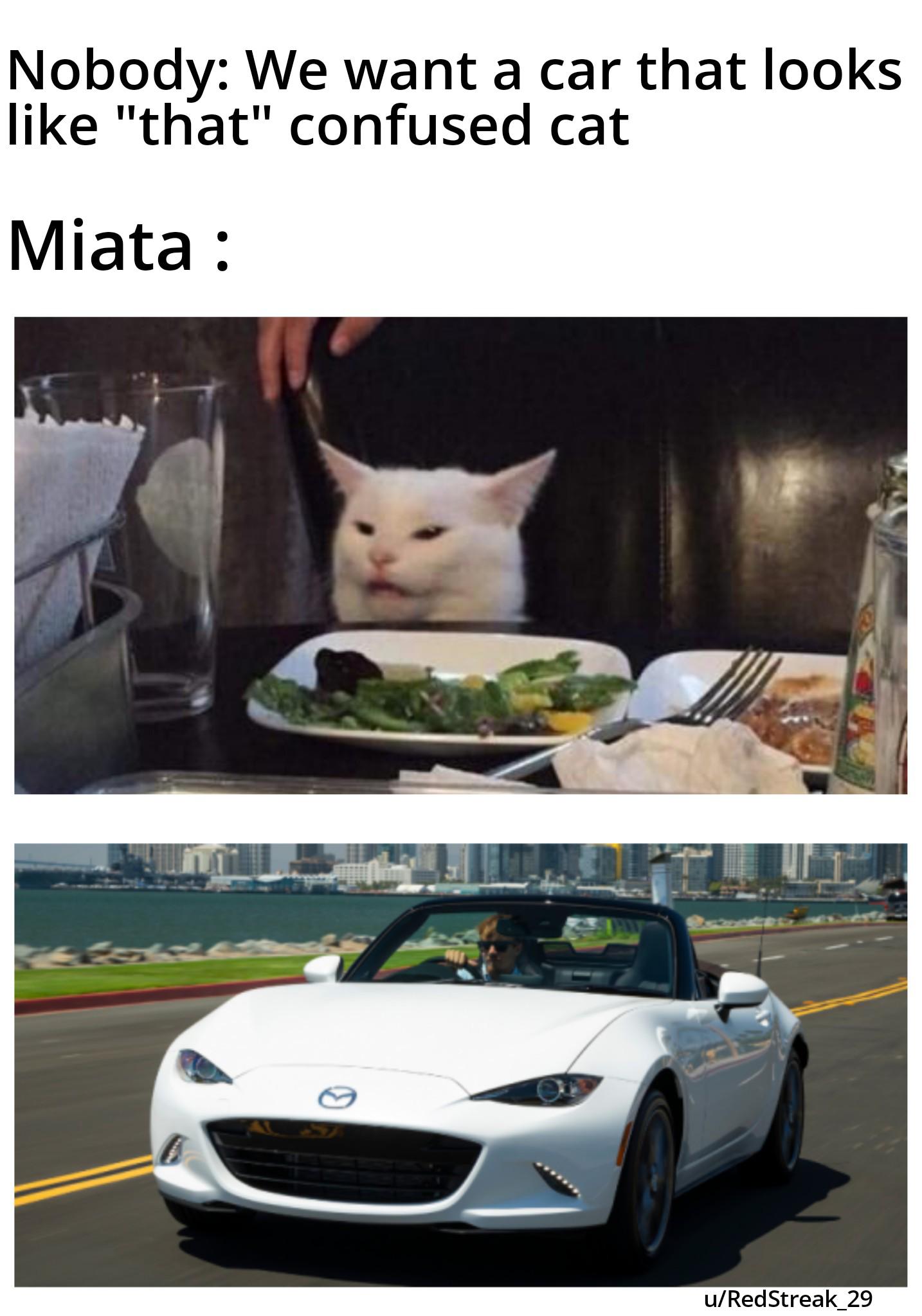 Car & Cat Confusion Vibes Unite