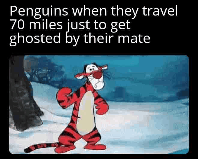 Penguin’s Love Quest: 70 Miles for Nothing