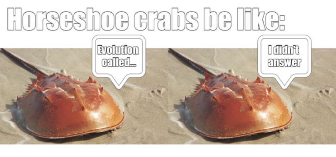 Ancient Horseshoe Crabs Defy Evolution