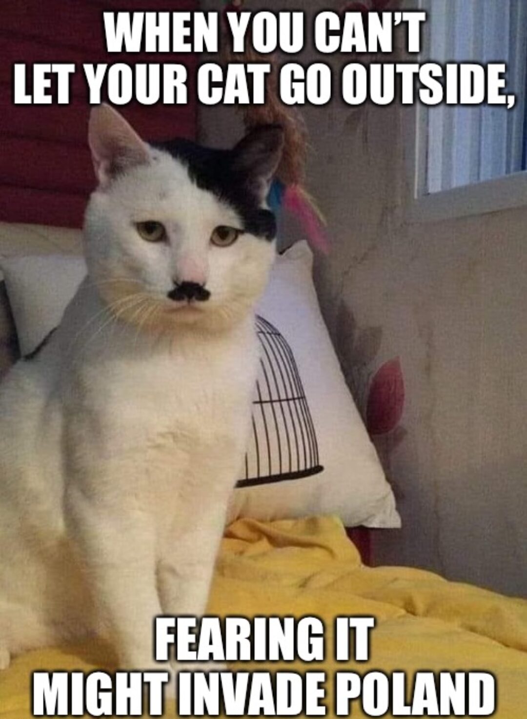 Hilarious Mustache Cat Memes for a Good Laugh