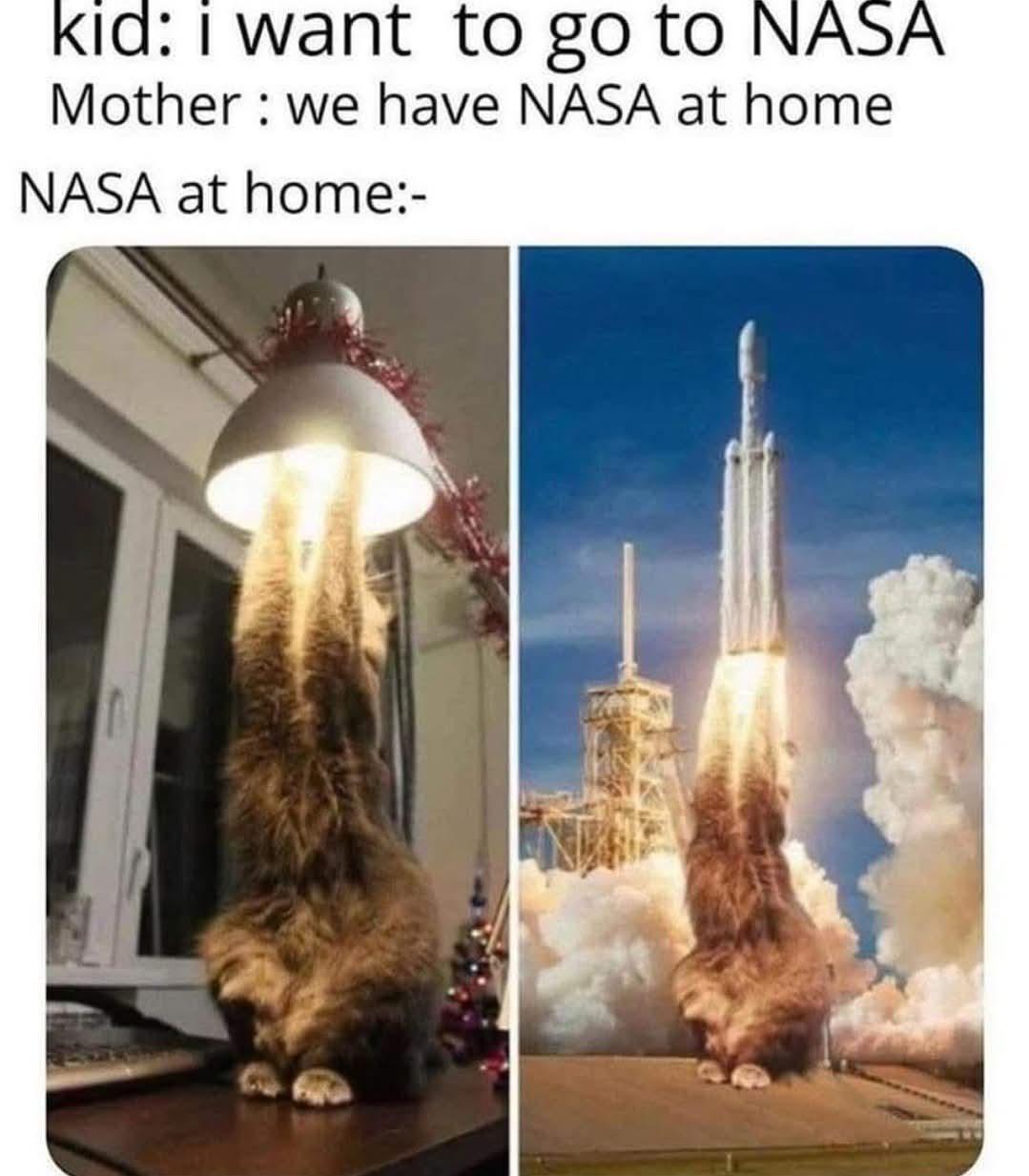 Fluffy’s Rocket Fail: A Cat’s Hilarious Attempt