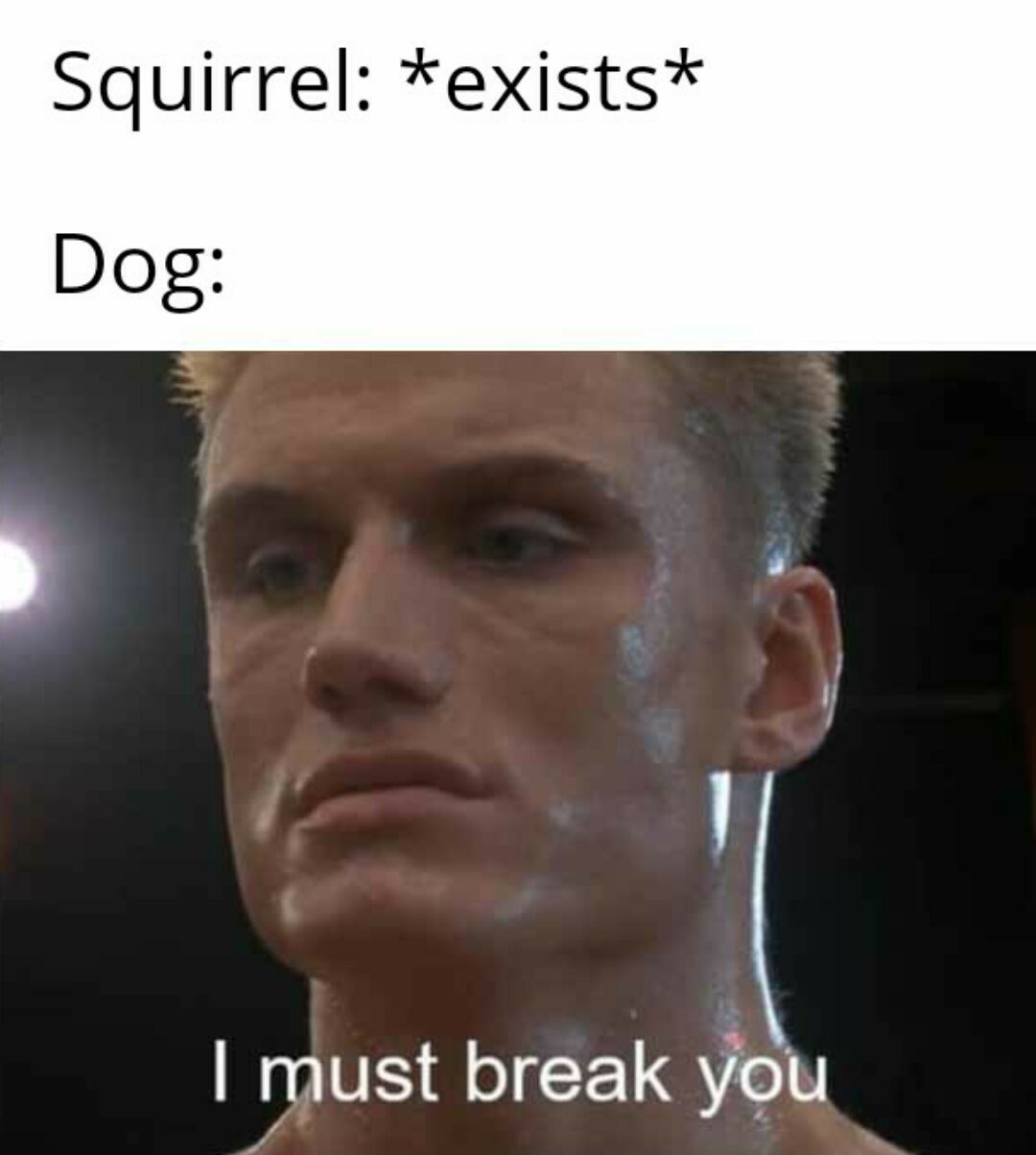 Squirrel vs. Dog: The Ultimate Showdown