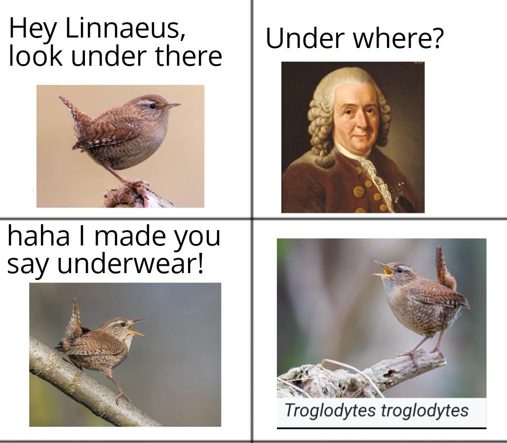 Linnaeus and the Wren’s Underwear Prank