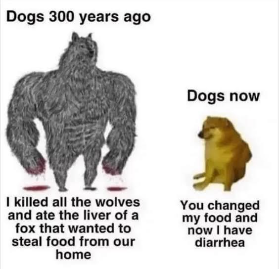 Dogs: Warriors to Divas Explained