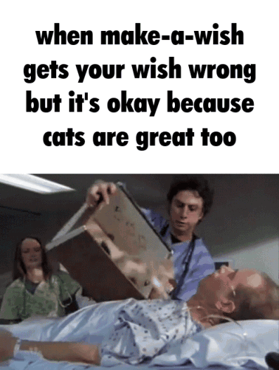 Genie Fail: Cat Surprise Meme