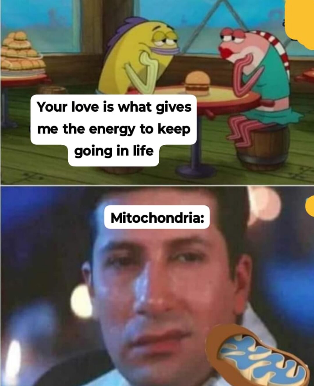 Mitochondria: The Real MVPs of Love