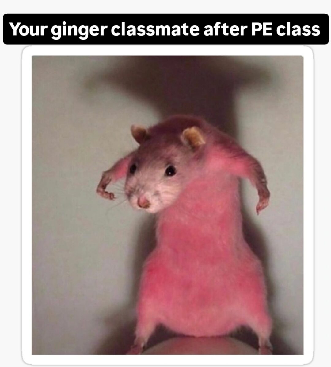 Buff Hamster: Intense PE Vibes