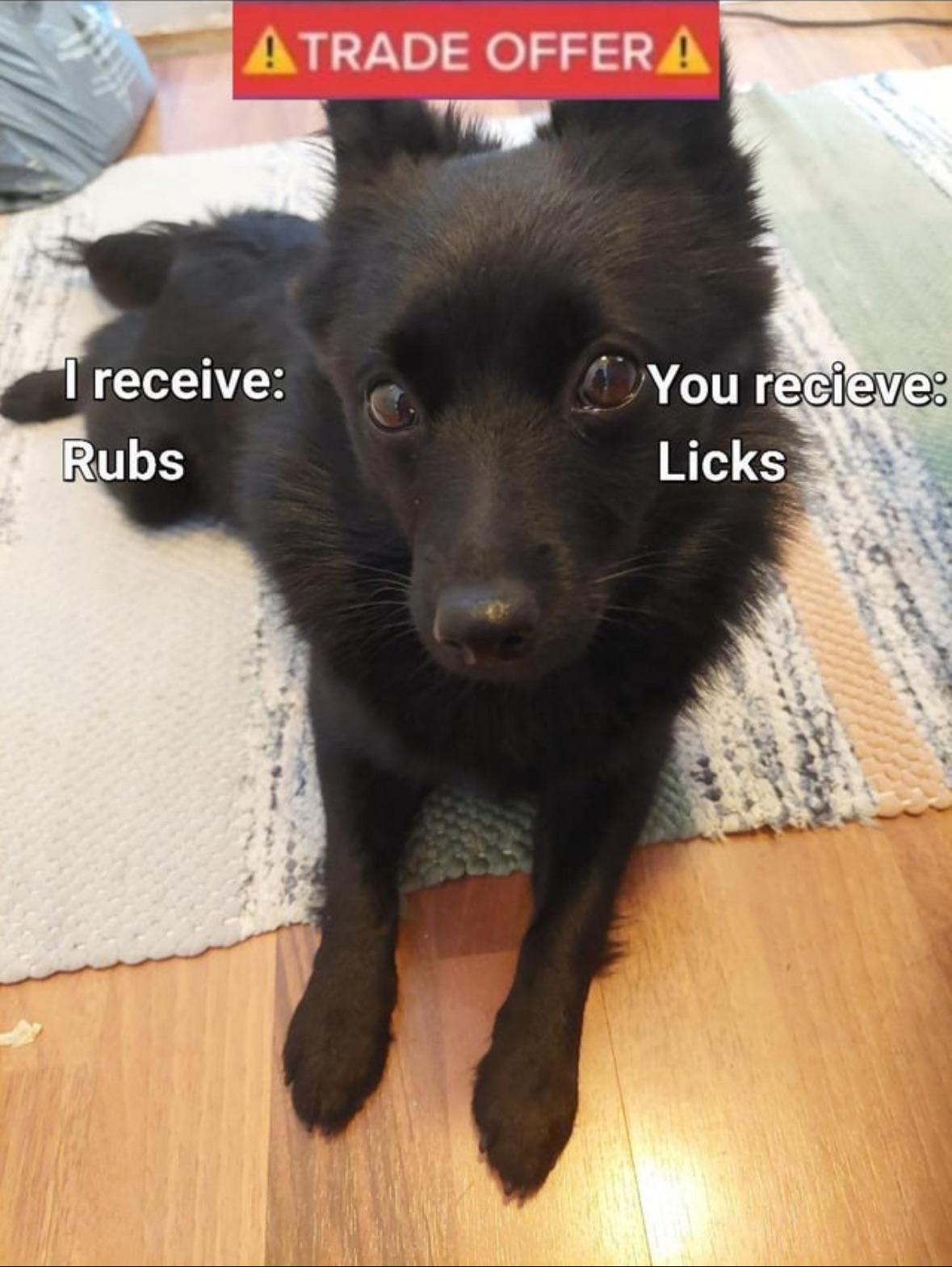 Invest in Belly Rubs for Premium Returns