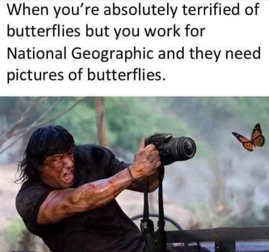 Epic Butterfly Battle: Nat Geo Style