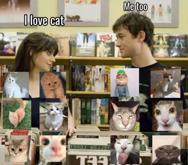 Cat Love in Memes