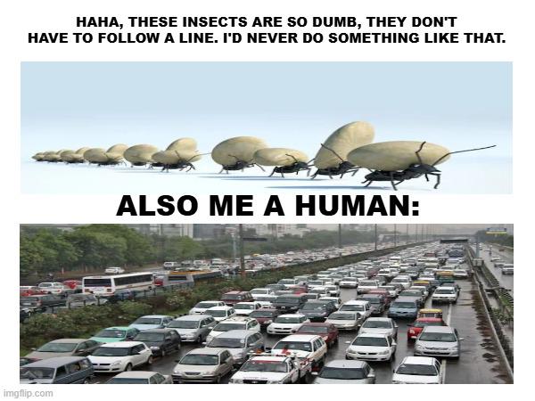 Insect Traffic Roasts Our Commute