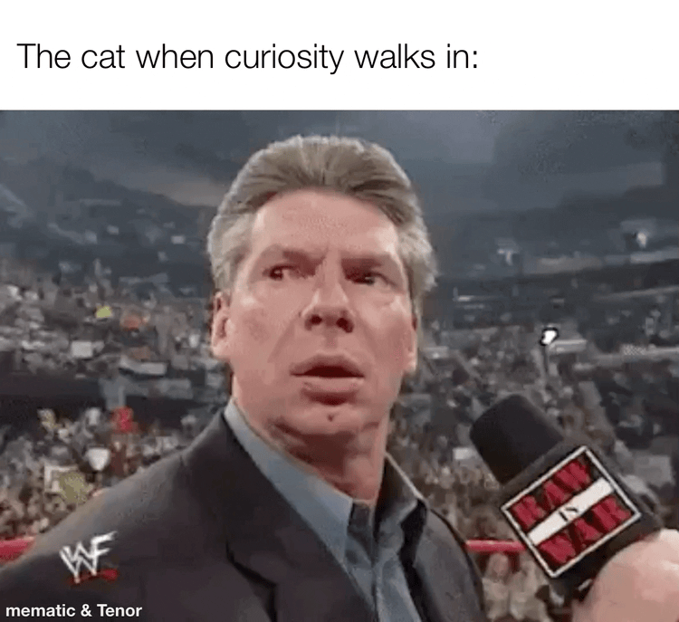 Cat’s Superpower: Hearing Treats from Afar