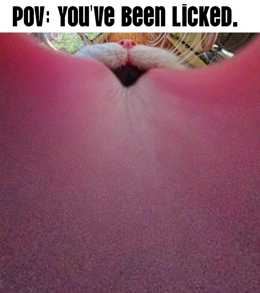 Cat Curiosity: Licked by Feline