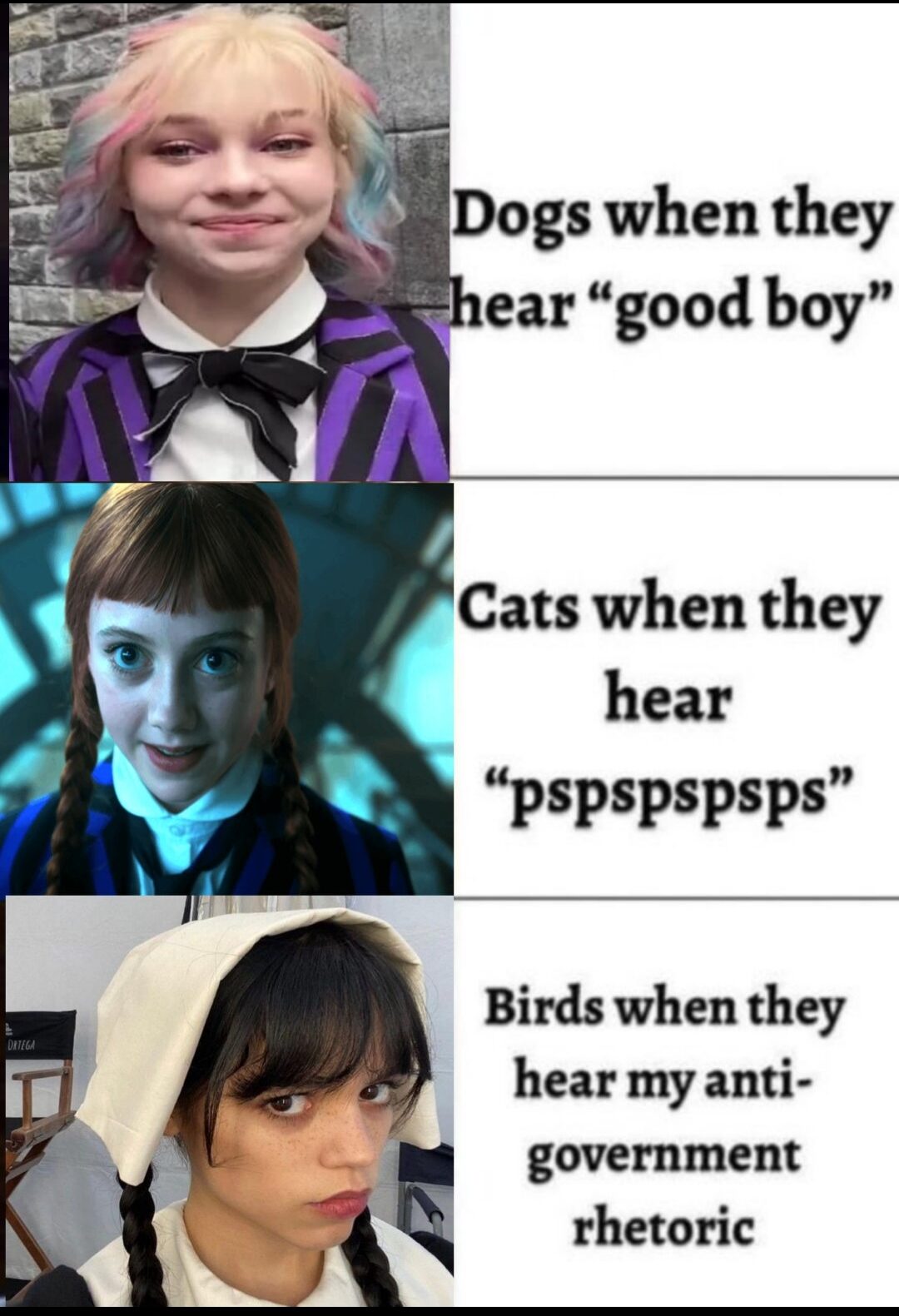 Animal Antics: Dogs, Cats, and Birds Unite
