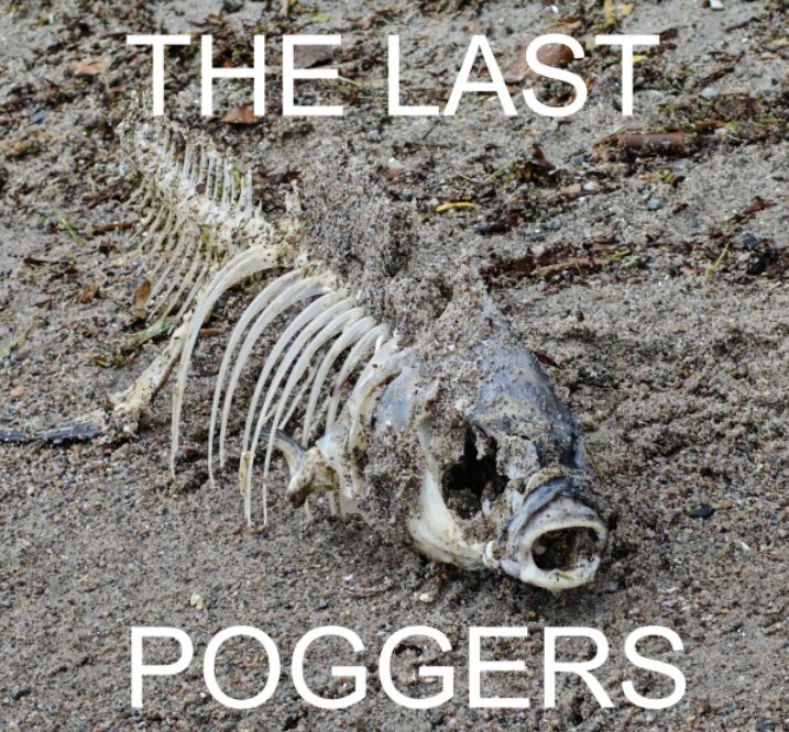Spotted the elusive Grey PogFish in the wild