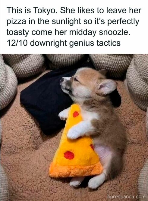 Tokyo is my spirit animal