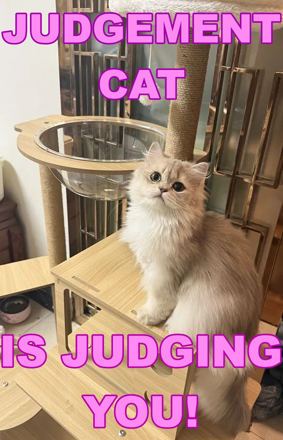Behind the floof… judgement awaits!