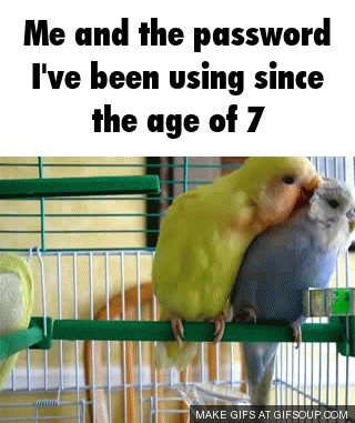 so cute birbs