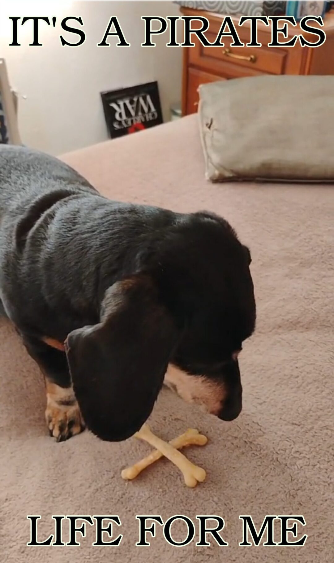 Dem bones, dem bones, dem treat bones!