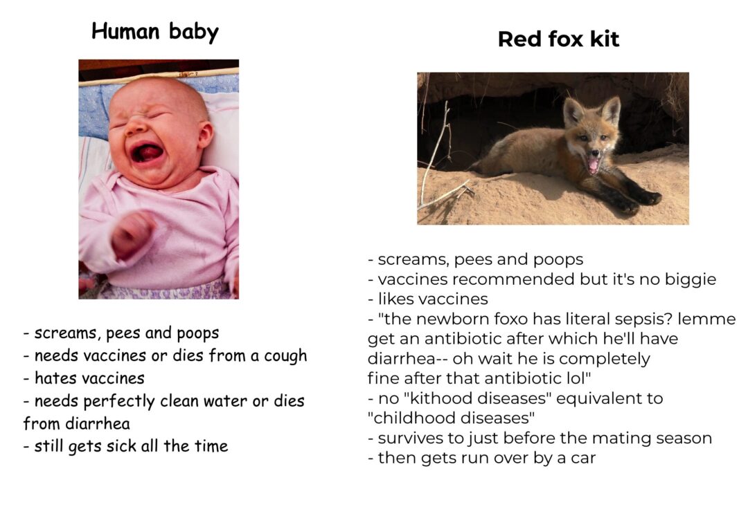 Human baby vs Red fox kit