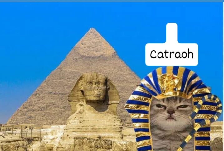 Meow Meow !