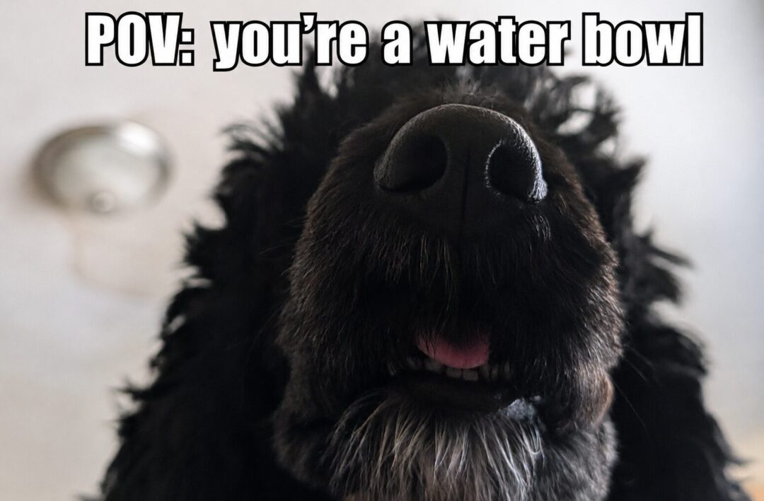 For the dog people