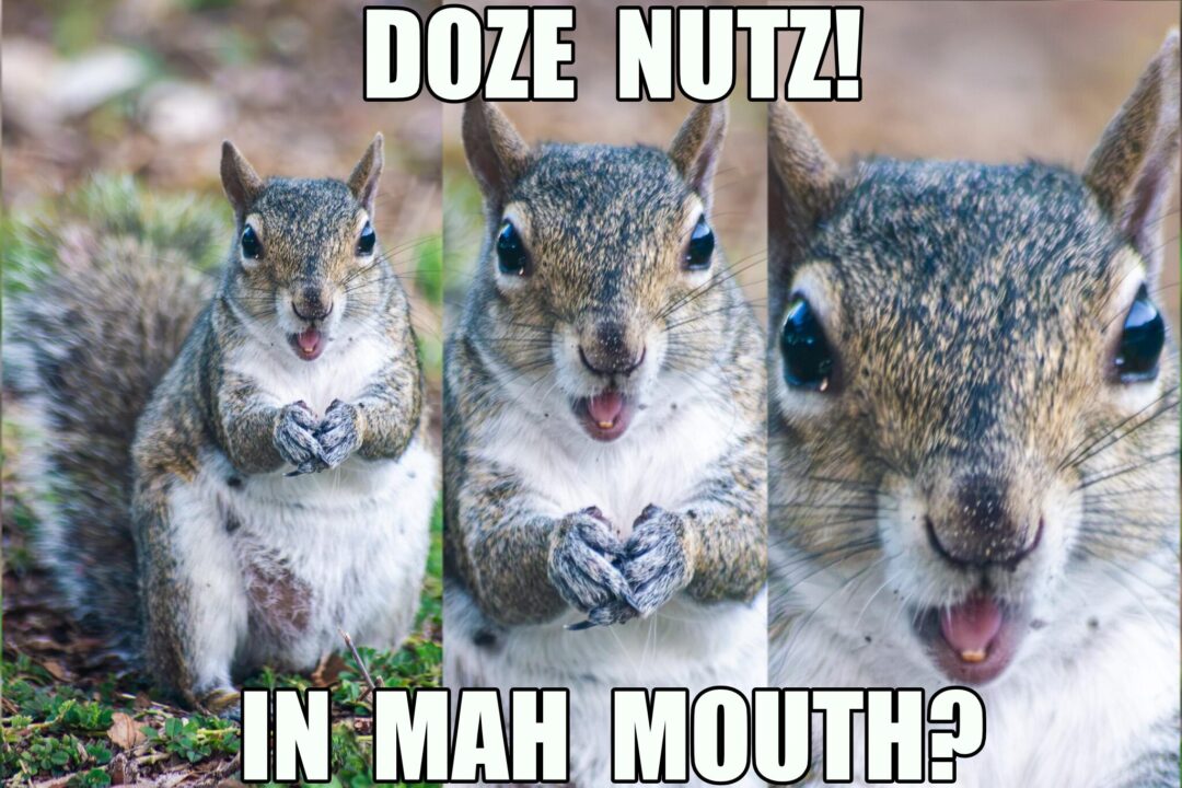 The OG Nutgobbler