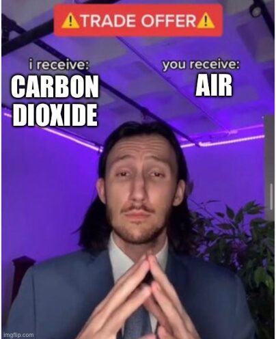 Trees be like