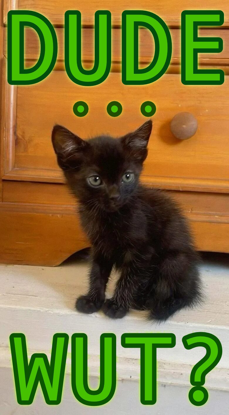 Oh hai there…