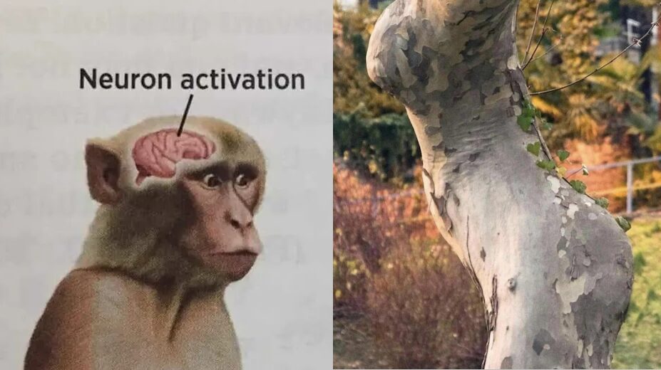 monkeys like to climb trees