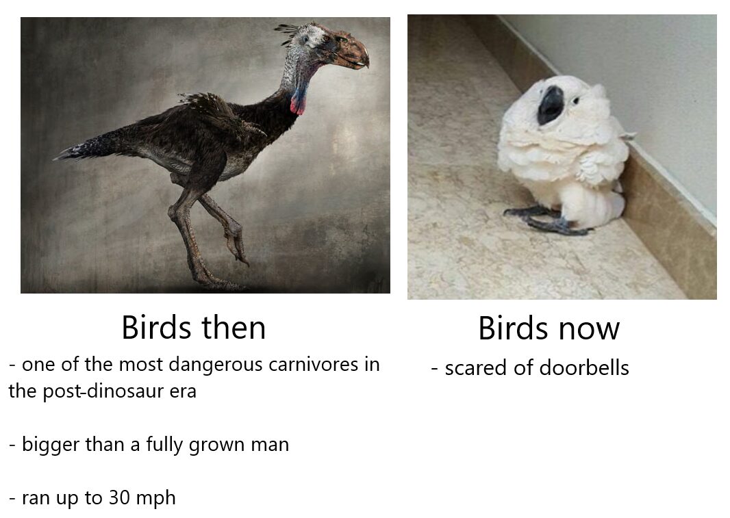 Silly bird