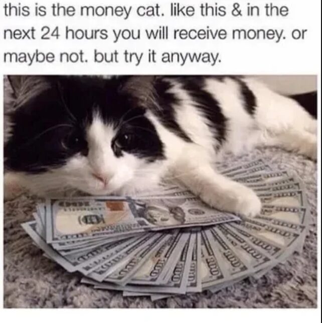 blessed cat