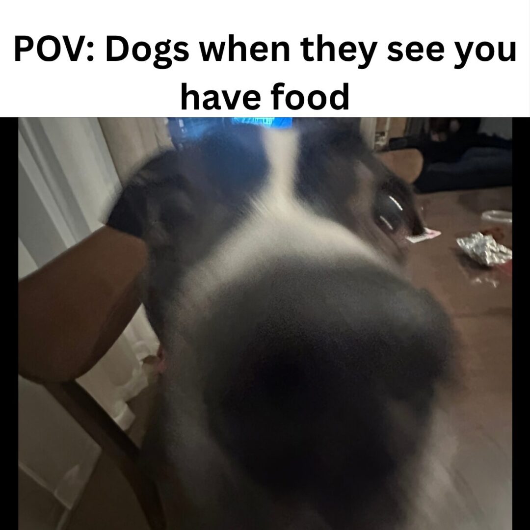 Dogs when you have food