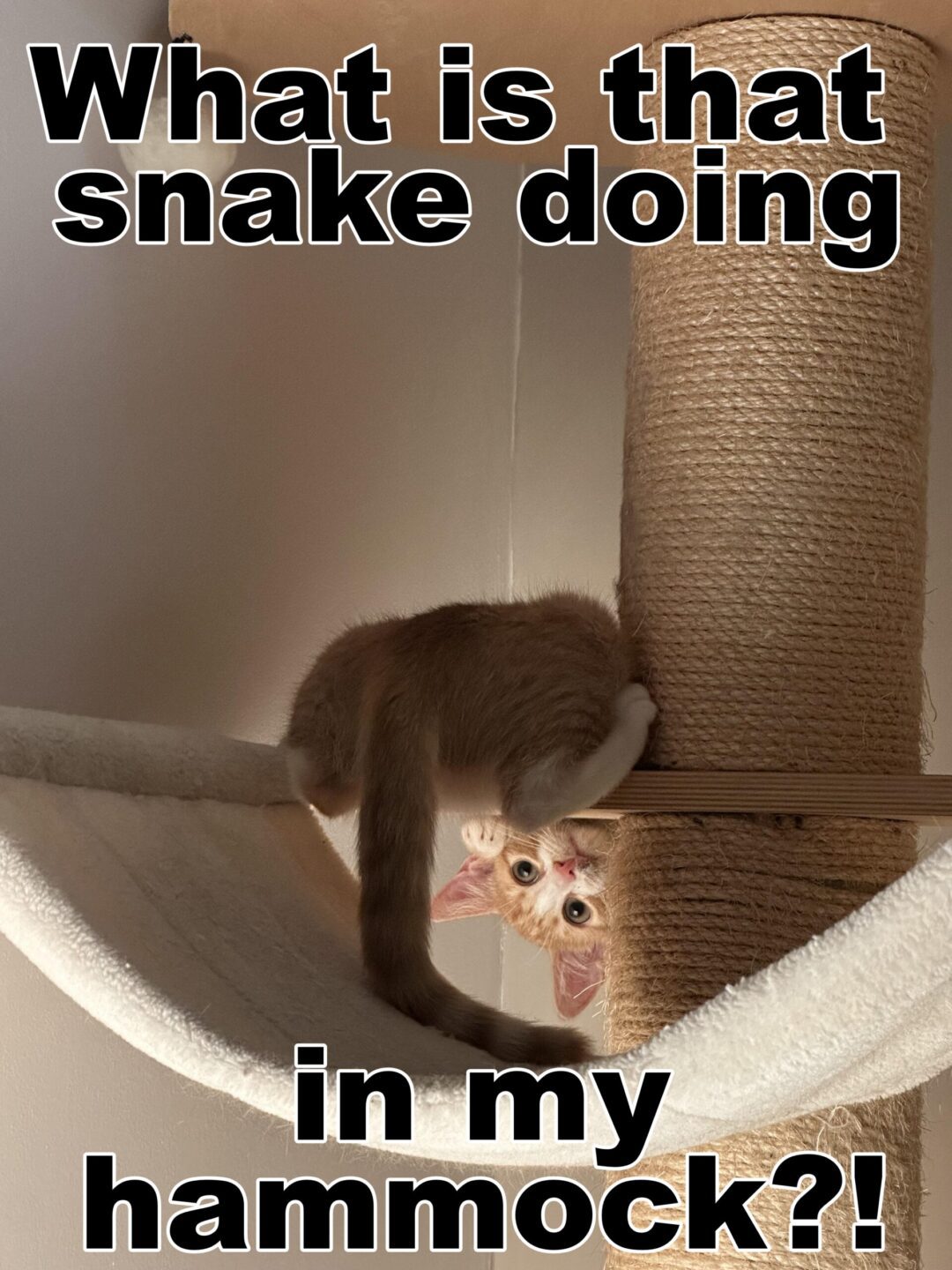A Snakes Tale, vol 1: not in my hammock!