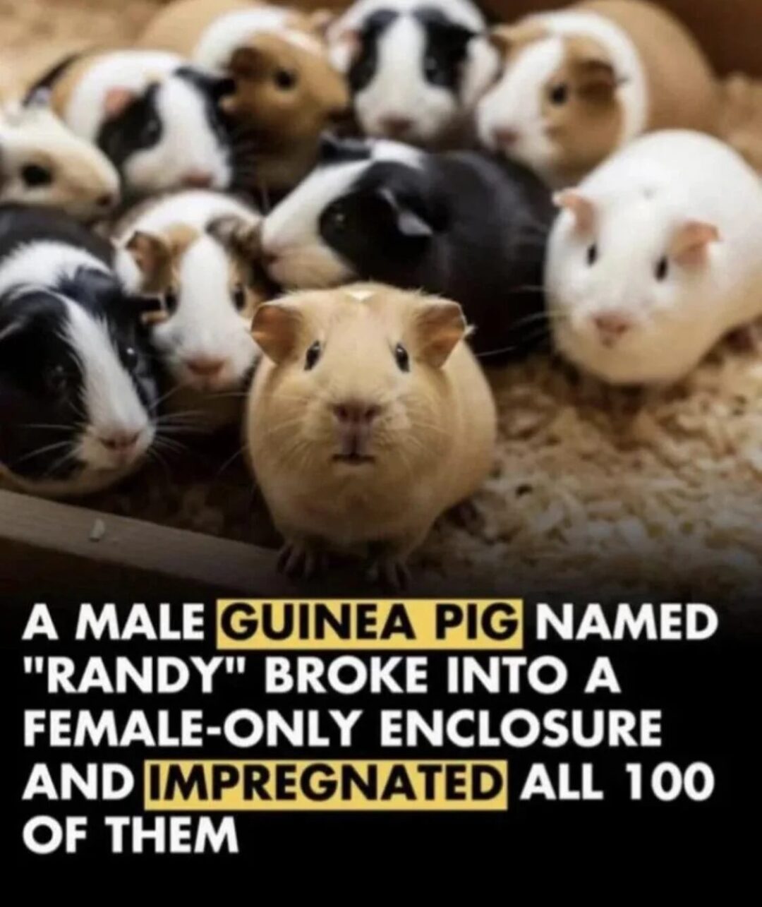 THE STORY OF A BEAST IN THE FORM OF A GUINEA PIG