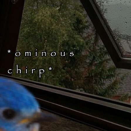 Update on Omar the ominous bird