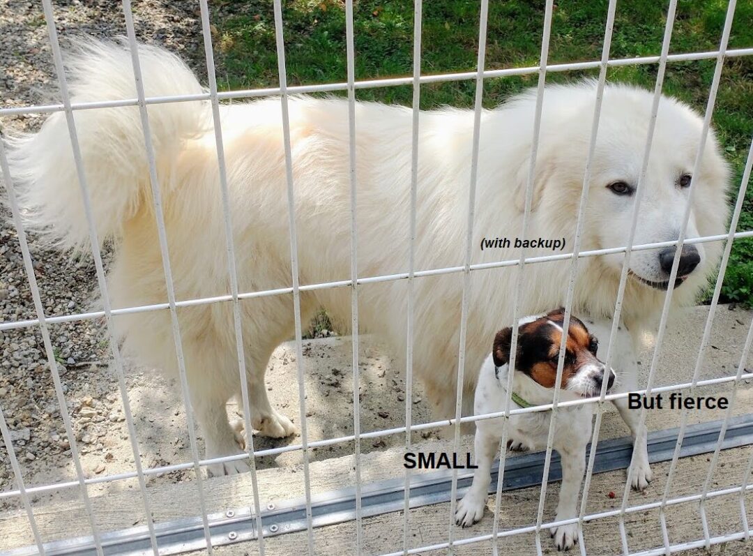Watchdog team