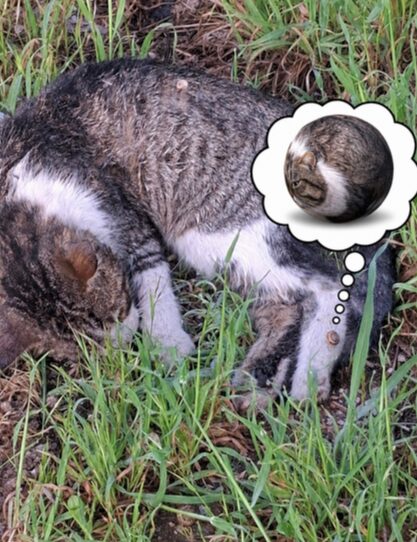 world might be furry