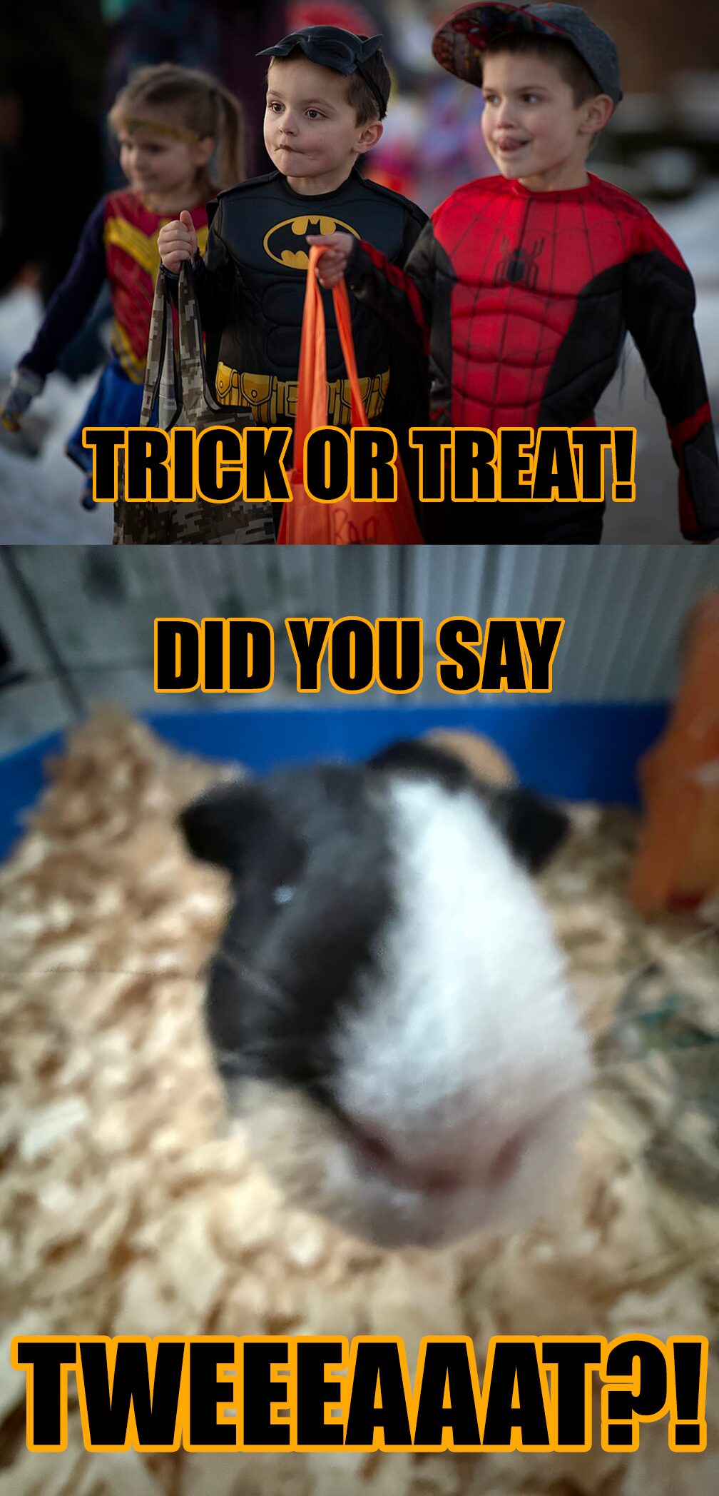 Pets on Halloween be like: