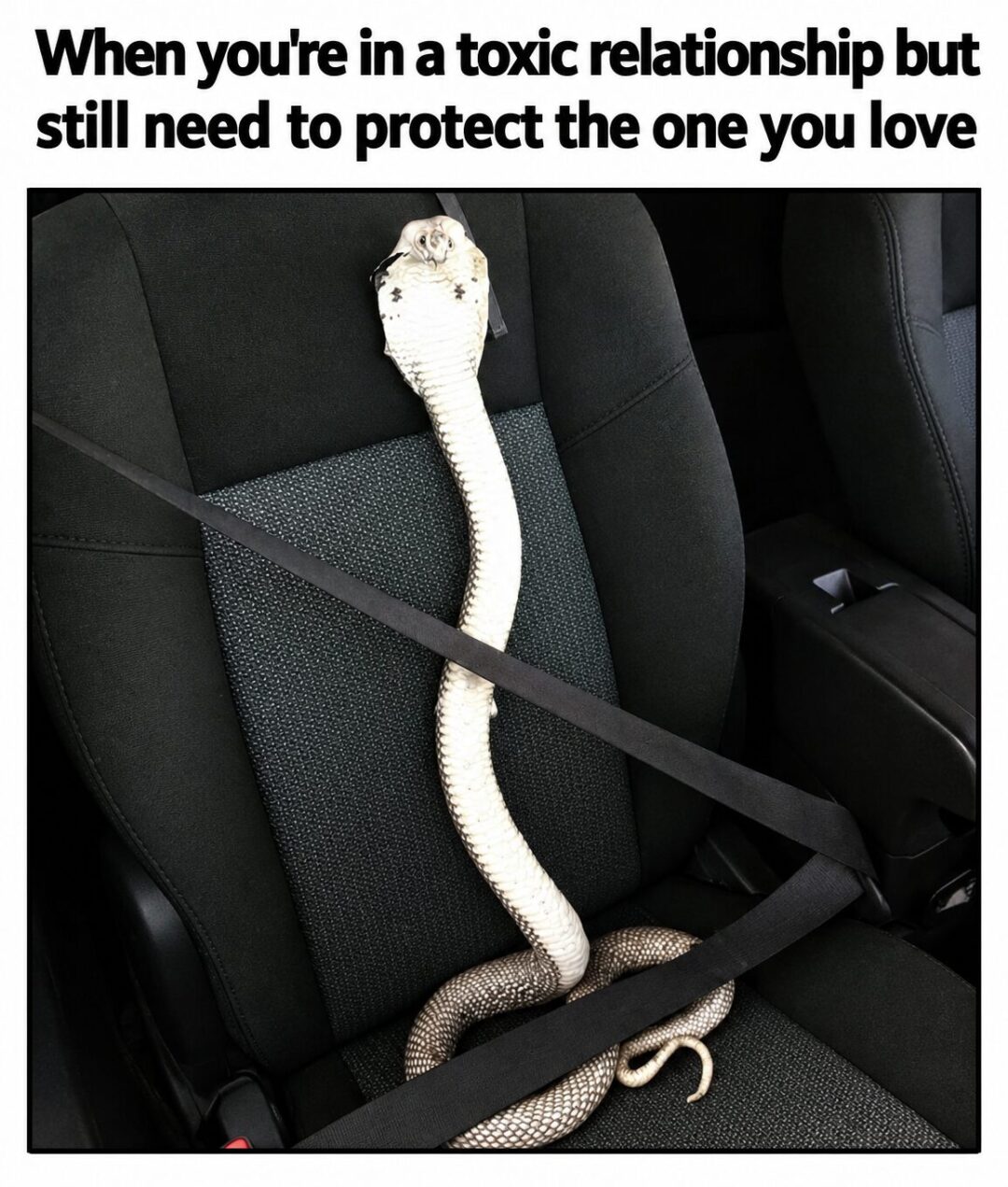 Safety first, toxic later. 🐍 या He’s a 10 but… 🚩