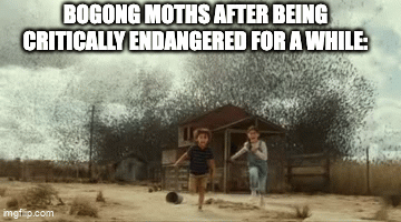 I swear right now these moths are just everywhere in australia.
